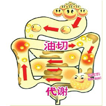 酪酸梭菌、乳酸菌、双歧杆菌、放线菌、酵母菌、复合活性益生菌